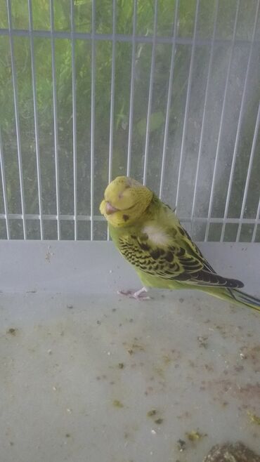 Tutuquşları: Tutuquşları — 4