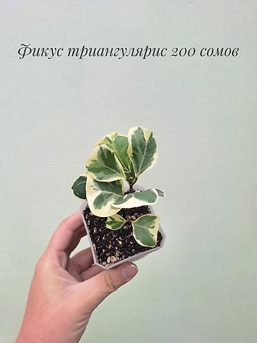Бөлмө өсүмдүктөрү: 🌿 Фикусы разных сортов в продаже. Названия сортов и цены указаны на — 2
