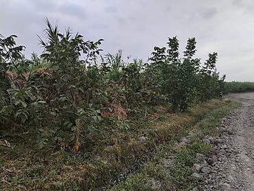 mingecevirde torpaq satisi: 350 sot, Kənd təsərrüfatı, Mülkiyyətçi, Kupça (Çıxarış) — 7