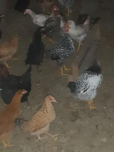 Cücələr: Toyuq cücələri, Ətlik — 5