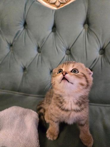 Pişiklər: Britan — 20