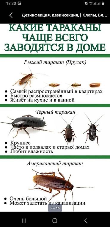 Дезинфекция, дезинсекция: Профессиональная дезинсекция — уничтожение насекомых для дома и — 3