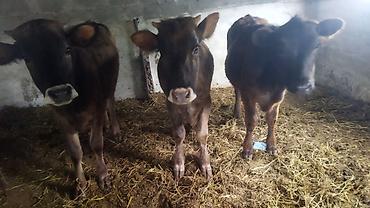 Коровы, быки: Продаю | Тёлка | На откорм — 5