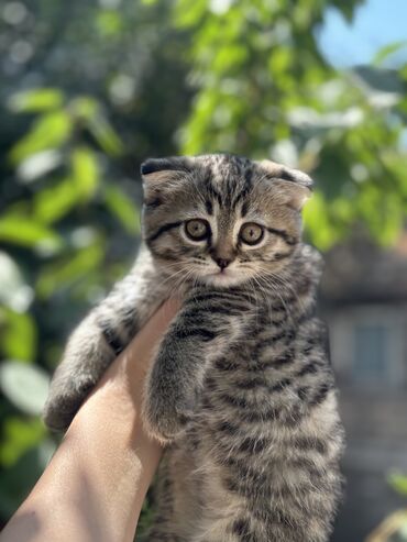 шатлански кошка: Скотиш Фолд (Шотландская вислоухая), 2 месяца, Девочка