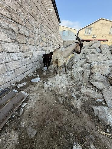 heyvan bazari keci: Salam aleyküm super cepiş isdiyen bizle elaqe saxlya biler 6 başdı 6 — 3