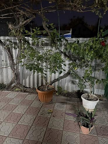 Продаю две китайские розы подойдут для офиса для домашнего содержания