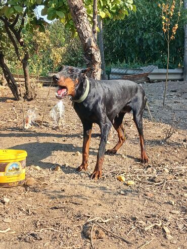 itler ucun ev: Doberman, 1 il, Dişi