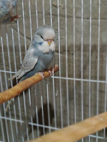 Tutuquşları: Salam 2ayliq çexlər və hazır çexlər satılır. Rəngləri çox gözəldi və — 8