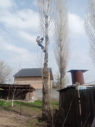 услуги по дому: Услуги арбориста обследование дерева и экспертная оценка его