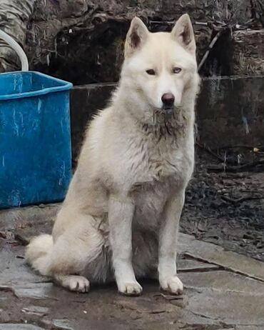 haski itlerin qiymeti: Xaski, 7 ay, Dişi, Peyvəndli, Ünvandan götürmə, Ödənişli çatdırılma