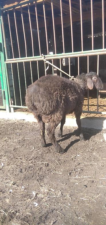 Баран, овца: Продаю | Баран (самец) | Для разведения | Племенные at lalafo.kg — 9 Баран, овца: Продаю | Баран (самец) | Для разведения | Племенные — 9