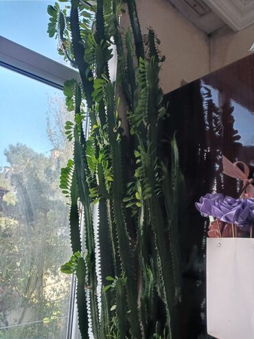 İnformatika: Eforbia (Euphorbia trigona) otaq bitkisi - Növ: Sukkulent tipli