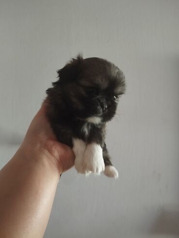 İtlər: Pekines, 1 ay, Dişi, Ünvandan götürmə