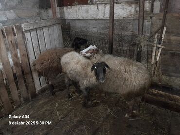 Qoyunlar, qoçlar: QOYUN-QUZU KEÇİLƏR — 4