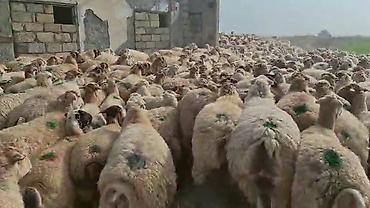 qoyun biznesi: 16 oktyabr 500 bas qaradolaq sortu satlir elaqe nonresi 051.749.31.84 — 6