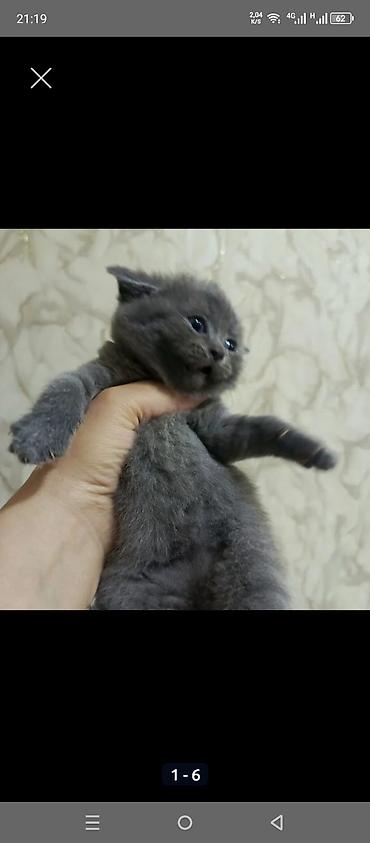Кошки: Шотландская вислоухая — 1