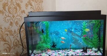 akvarium filtr: Akvarium satilir 25lt icində 10 ədəd balıqları,aksesuarlari filtiri