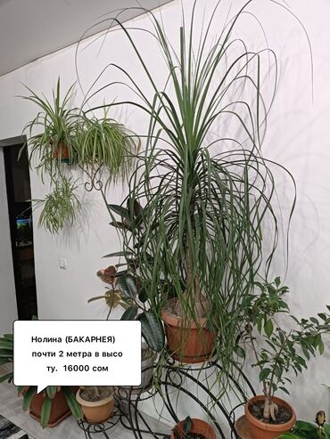 обмен на комнатные растения: Цветы ком- е НОЛИНА БАКАРНЕЯ .Взрослое ему 20 лет. в высоту почти 2