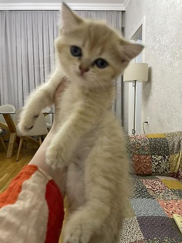 şınşıla: Şinşilla, Dişi, Ünvandan götürmə — 5
