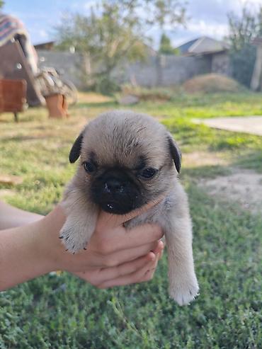 Продажа собак: Мопс, 1 месяц, Самка — 12