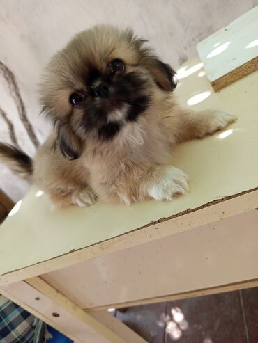 İtlər: Pekines, 2 ay, Erkek, Ünvandan götürmə, Ödənişli çatdırılma