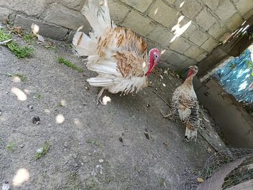 Hinduşka: Erkək, Ətlik