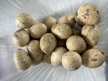 яйцо фазана: Продаю яйца кекилика для инкубатора !!!