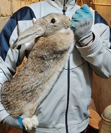 Dovşanlar: 🐇 Velikan və Kaliforniya Dovşanları Satılır Təmiz qan xəttindən olan — 1