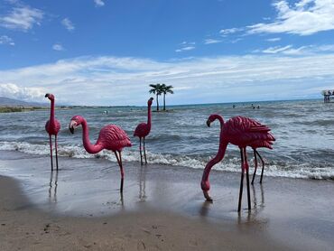 Иссык-Куль 2025: Коттедж, Палм Бич ЦО Palm Beach, Чок-Тал, SPA, Барбекю, Баскетбольная площадка at lalafo.kg — 5 Иссык-Куль 2025: Коттедж, Палм Бич ЦО Palm Beach, Чок-Тал, SPA, Барбекю, Баскетбольная площадка — 5