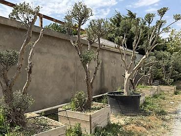 udi hindi bitkisi: Bonsai üslubunda formalaşdırılmış yetkin zeytun ağacları - Növ: Olea — 3
