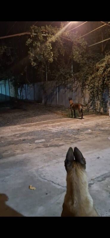 İtlər: Belçika çoban iti, Dişi, Peyvəndli — 8