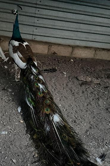 touz quşu: Məhsul: Tavus quşu (erkək, uzun quyruqlu) Təsvir: - Nadir rəng — 3