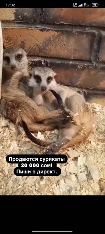 наполнитель для животных: Закрывается контактный зоопарк, животных продают и некоторых отдают