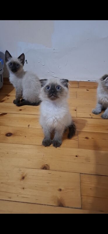 Pişiklər: Şotland yastı qulaq — 8