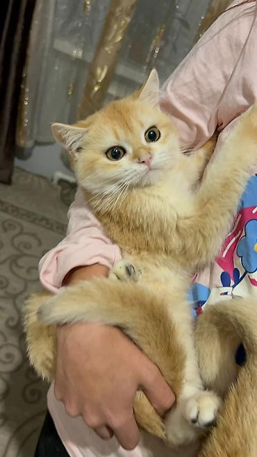 Кошки: Котёнок, порода британская (окрас золотой шиншилла/голден) — 2