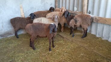 сх животные и товары: Продаю | Ягненок | Для разведения