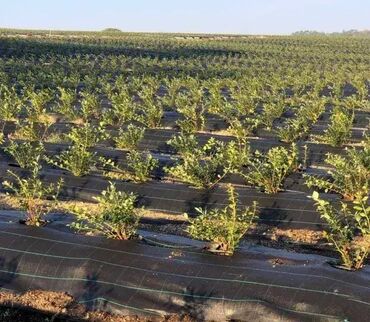 Baštenski alati i oprema: 2,1mx50m-Agrotekstil folija-prostirka za suzbijanje korova bez — 6