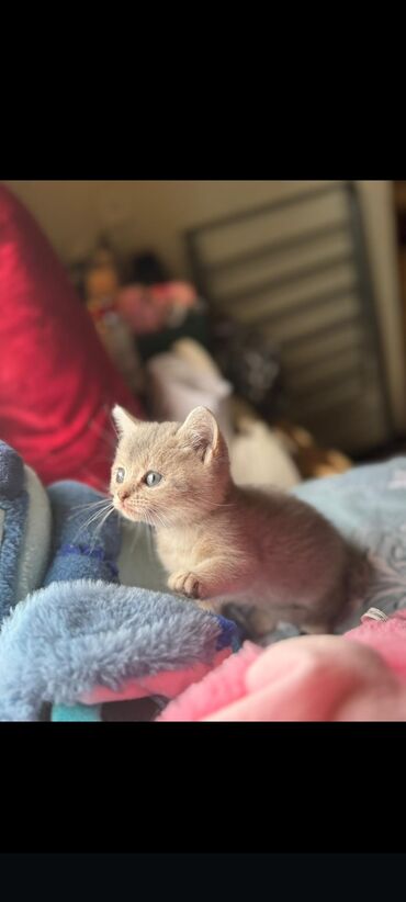шотландская вислоухая кошка цена в баку: Шотладская вислоухая
