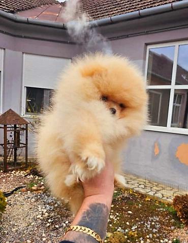 kupujem prodajem pomeranac: Najlepsi Pomeranci Boo samo u Pom_Hash_Starsu, bebe najkrace njuskice — 4