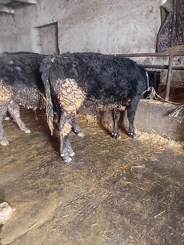 Коровы, быки: Продаю | Бык (самец) | На откорм — 16