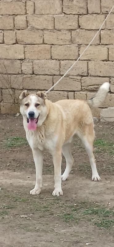 İtlər: Qurdbasar, 8 ay, Erkek — 3