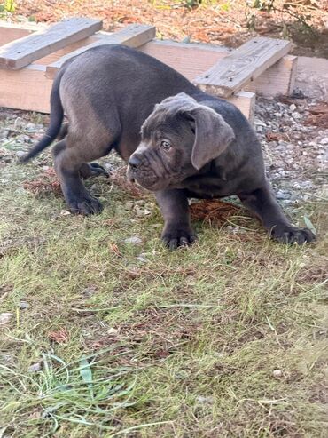 İtlər: Kane-Korso, 2 ay — 27