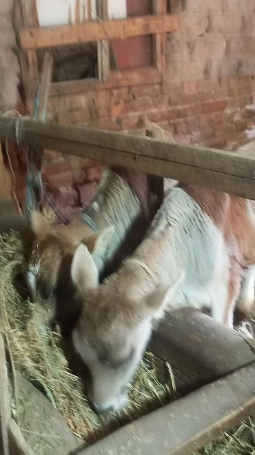 Коровы, быки: Продаю | Тёлка — 3