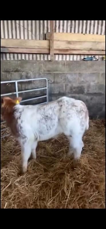 Dana, buzov: Satılır: erkək balalıq (dana) Xüsusiyyətlər: - Rəng: ağ-qırmızı — 5