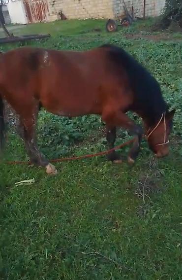 Atlar: Qəhvəyi rəngli at - Cins: yerli tip, qara yalı və quyruğu - Rəng — 10