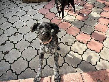 Продажа собак: 🐕 ДРЕССИРОВКА СОБАК | ПЕРЕДЕРЖКА + ОБУЧЕНИЕ 🐾 Опыт работы с собаками — 17