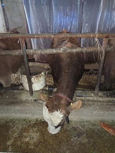 Коровы, быки: Продаю | Тёлка | Для разведения | Нетель — 5
