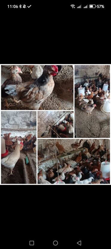 Kend cuceleri satilir. 70 gunluk diler. Saglam heyvan di hamisi