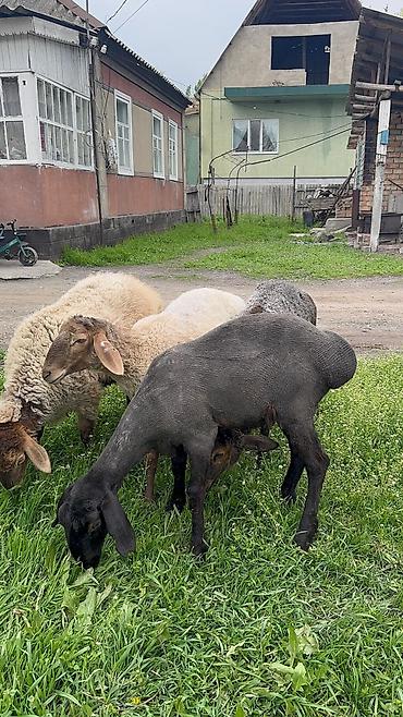 Баран, овца: Продаю | Ягненок | Для разведения — 9