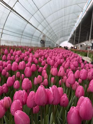 Букеты из живых цветов: ‼️‼️‼️новый прайс на тюльпаны выше 300 штук по 70 сом Высота 50/60 см — 6